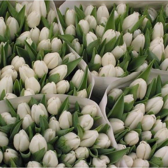 Meet your Posher, Nora - Picture 1 of 1